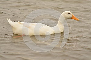 Domestic duck photo