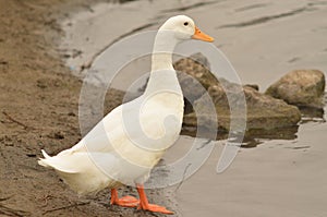 Domestic duck photo