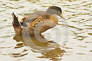 Domestic duck photo