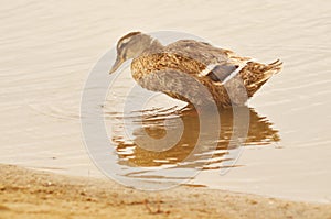 Domestic duck photo