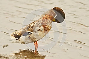 Domestic duck photo