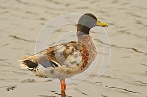 Domestic duck photo