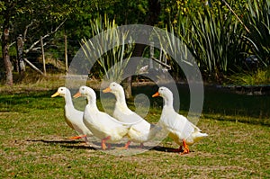 Domestic duck; Motueka