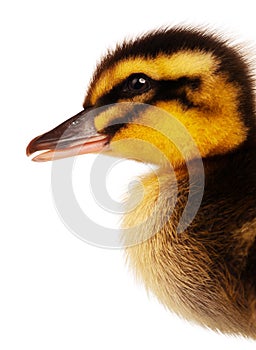 Domestic duckling