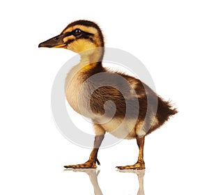 Domestic duckling