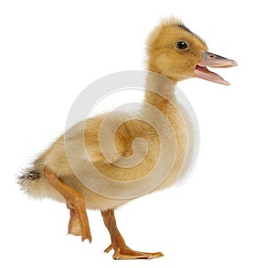 Domestic duckling standing