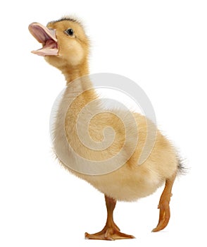 Domestic duckling standing