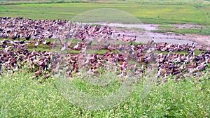 Domestic ducks farm photo