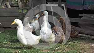 Domestic ducks go in search of food and adventure, while quacking loudly.