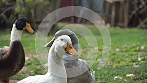 Domestic ducks go in search of food and adventure, while quacking loudly.