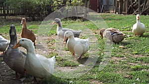 Domestic ducks go in search of food and adventure, while quacking loudly.