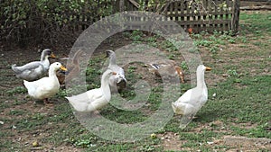 Domestic ducks go in search of food and adventure, while quacking loudly.