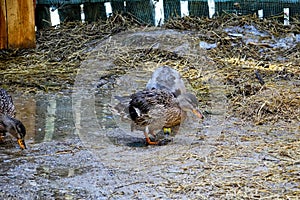 Domestic ducks walk on the paddock. Two ducks and a drake beaks wash in the spring pool.