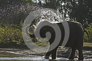 Domestic elephant bathing in Nepal