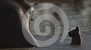 Domestic elephant bathing in Nepal