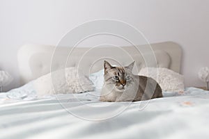 Domestic European short hair cat on luxury bed