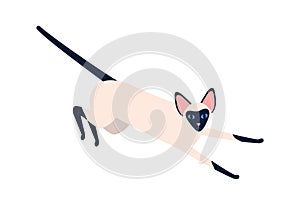 Domestic exotic siam pet vector flat illustration. Siamese oriental cat breed isolated on white background. Playful