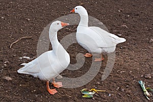 Domestic farm animals white geese