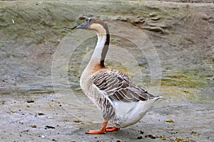 domestic feathered bird goose walking in the yard