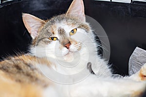 Domestic felidae Cat with yellow eyes in black cage photo