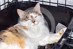 Domestic felidae Cat with yellow eyes in black cage photo