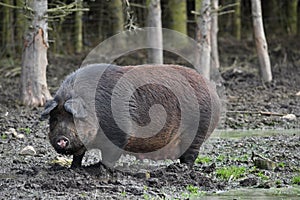 domestic female pig on the farm