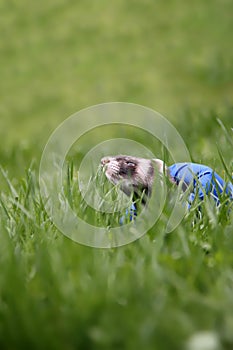 A domestic ferret playing in the grass with long blue tunnel toy. Looking out of the grass and the tunnel