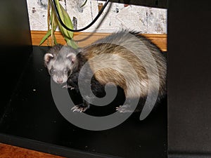 A domestic ferret is standing under a black desk.