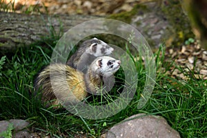 Domestic ferrets in the garden