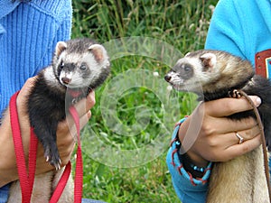 Domestic ferrets (Mustela) close-up on a walk.