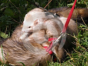 Domestic ferrets (Mustela) close-up on a walk.