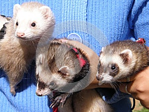 Domestic ferrets (Mustela) close-up on a walk.