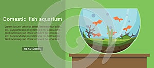Domestic fish aquarium with golden fishes vector illustration. Fish aquarian house underwater tank bowl. Home aquarium