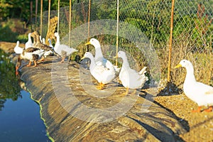 Domestic flock of white geese standing beside small pot inside fenced yard on the country farm