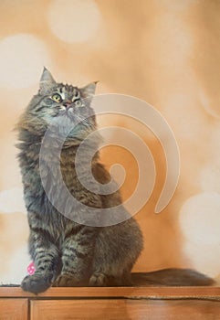 Domestic fluffy half-Siberian cat with trot ears