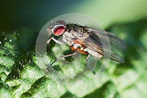 Domestic fly macro