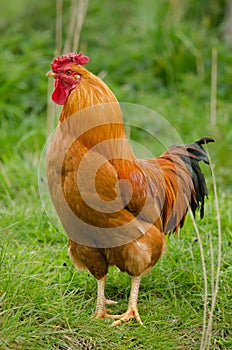 Domestic fowl