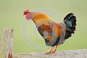 Domestic fowl