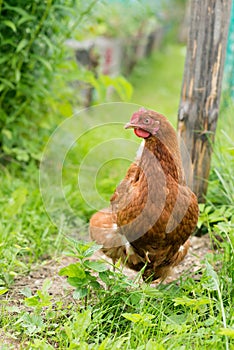 Domestic fowl, brown hen, pasturing in yard. Outdoor