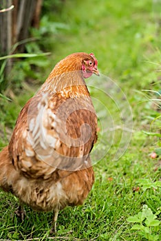 Domestic fowl, brown hen, pasturing in yard. Outdoor