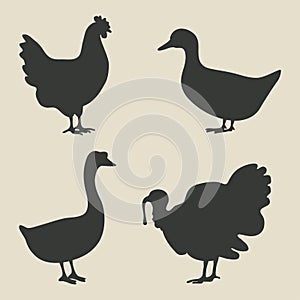 Domestic fowl icon