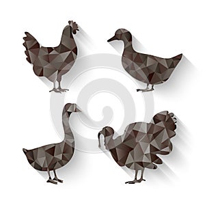 Domestic fowl symbol photo