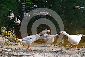 Domestic Geese