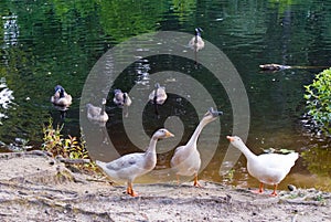 Domestic Geese