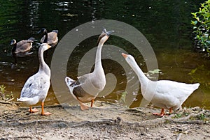 Domestic Geese