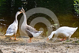 Domestic Geese