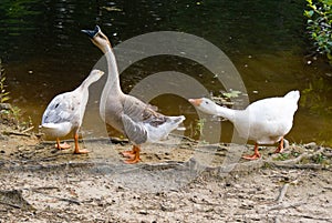 Domestic Geese