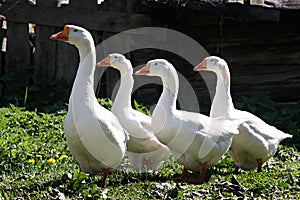 Domestic geese