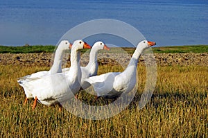 Domestic geese