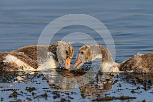 Domestic geese chicks on the lake